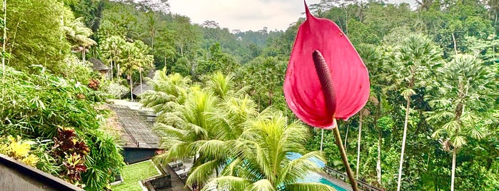 Jungle Fish is one of Ubud -Bali.