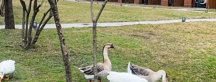 Lopota Lake Resort & Spa | ლოპოტა სპა რეზორტზე is one of Georgia.