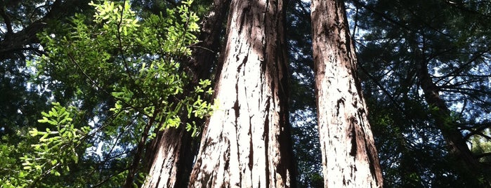 Muir Woods National Monument is one of LA WOMAN.