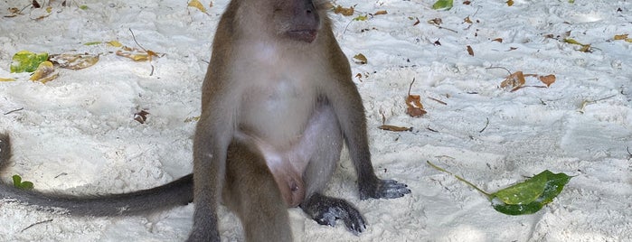 Monkey beach is one of Phuket, Thailand.