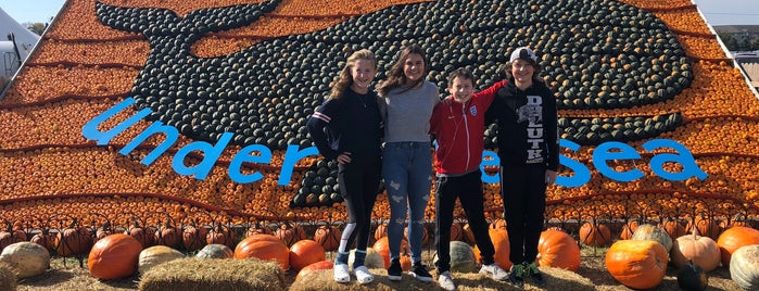 Sever's Corn Maze & Fall Festival is one of places to go.