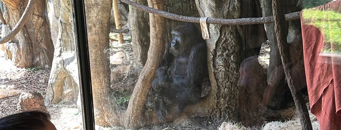 Regenstein Center for African Apes is one of Chicago with adeline.