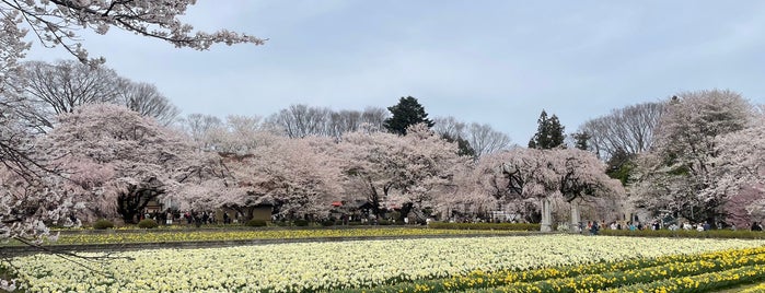山高神代ザクラ is one of Sakura.