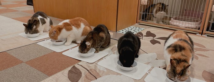 cat cafe にゃんこと is one of Japan.