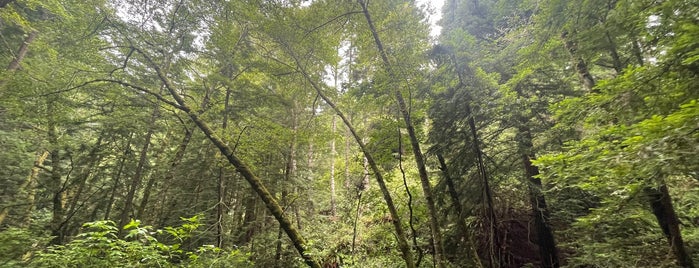 Purisma Creek Redwoods Open Space Preserve - North Ridge Trailhead is one of Robarita.