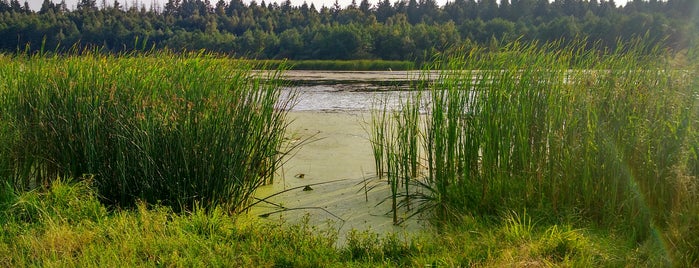 Озеро Ивот / Ivot Lake is one of Брянская....