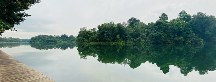 Lower Peirce Nature Trail is one of Micheenli Guide: Places to bird-watch in Singapore.