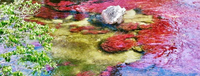 Caño Cristales is one of Dan's Saved Places.