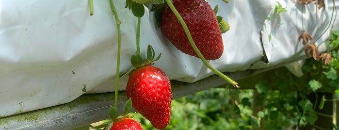 EQ Strawberry Farm is one of Cameron Highlands.