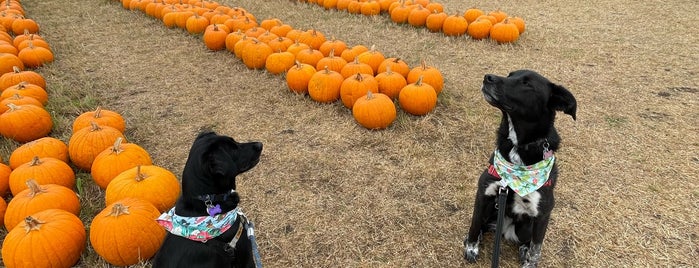 Farmer John's Pumpkin Patch is one of Ashleyさんのお気に入りスポット.