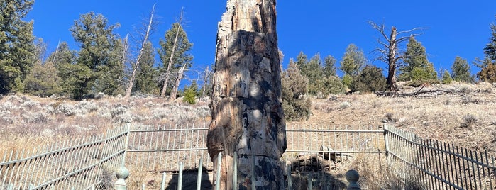 Petrified Tree is one of West Trip 2014.