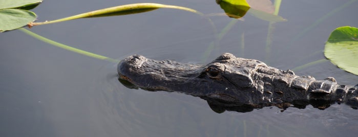 Everglades National Park is one of National Parks.