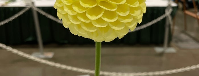 Toronto Flower Market is one of Summer Fun in Toronto.