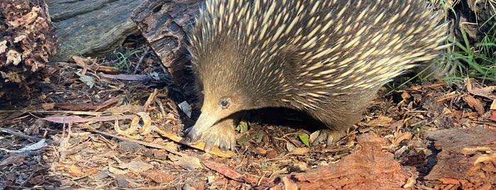 Echidnas is one of Mike : понравившиеся места.