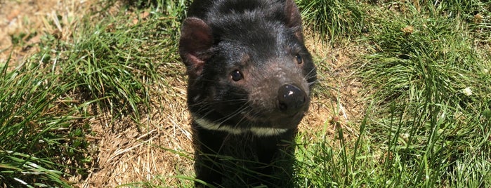 Tasmania Zoo is one of Fun Stuff for Kids around Tasmania.