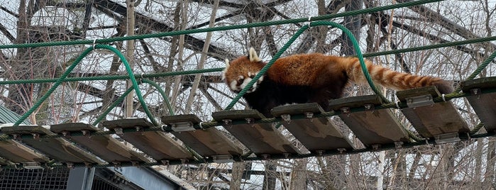 レッサーパンダ舎 is one of Japan.