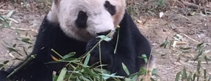 Chengdu Research Base of Giant Panda Breeding is one of Orte, die Scooter gefallen.