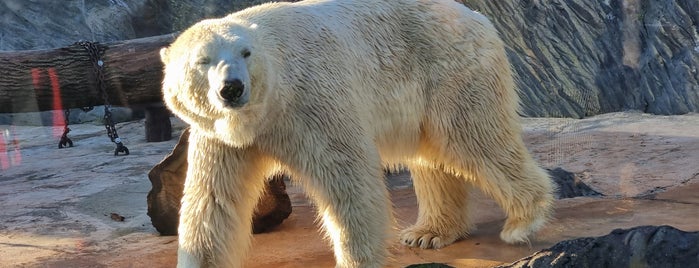 Expozice ledních medvědů is one of ZOO Praha.