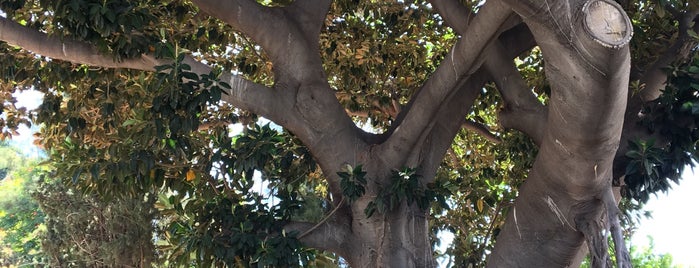 Hippocrates Plane Tree is one of Kos Island (GR).