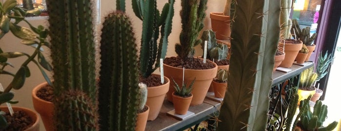 Les Succulents Cactus is one of Boutiques KDO.