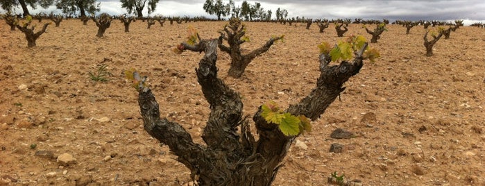 Aceuchal is one of Ruta del Vino Ribera del Guadiana.