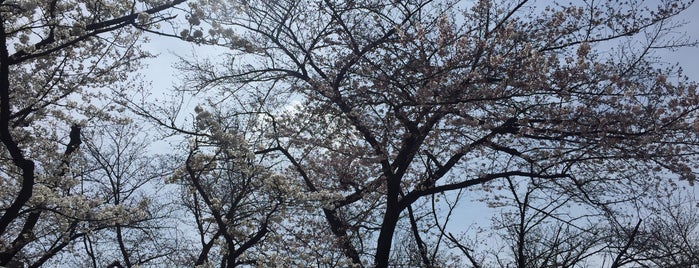 Yasukuni-jinja Shrine is one of Things to do - Tokyo & Vicinity, Japan.