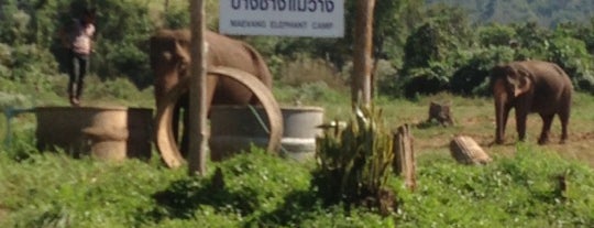 Maewang Elephant Camp is one of check-in new places.