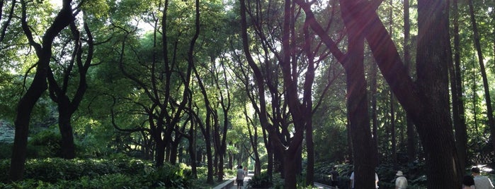 復興公園 is one of Shanghai's best places = Peter's Fav's.
