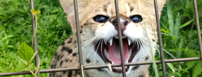Serval is one of The 15 Best Zoos in Tokyo.