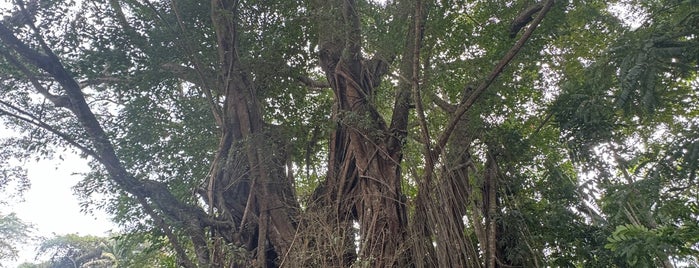 Old Enchanted Balete Tree is one of Philippines.