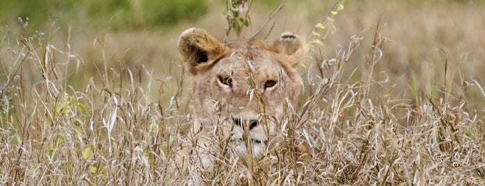 Serengeti National Park is one of M's ever-growing list of random stuff.