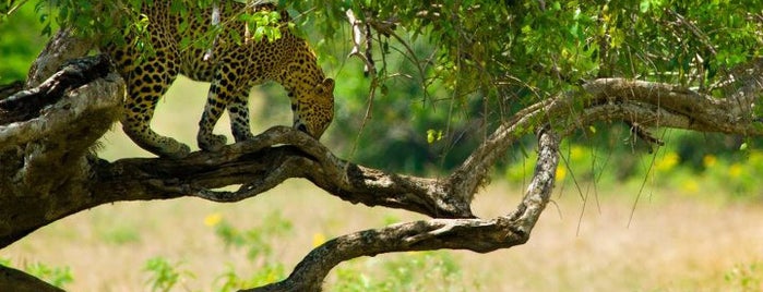 Yala National Park is one of Place like no other.. #SL.