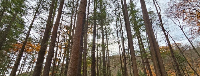 Mohawk Trail State Forest is one of NE road trip.