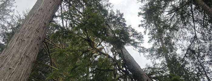 Cathedral Grove is one of Canada.