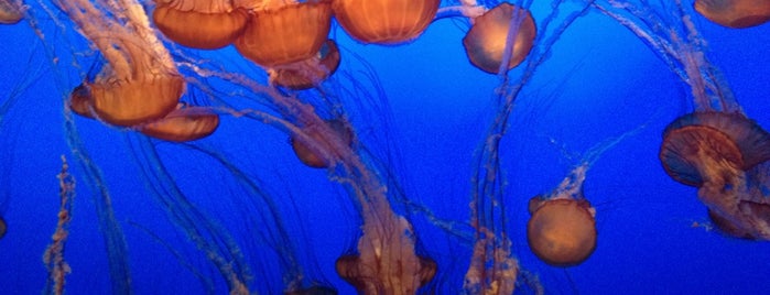 Monterey Bay Aquarium is one of Aquariums of the World.