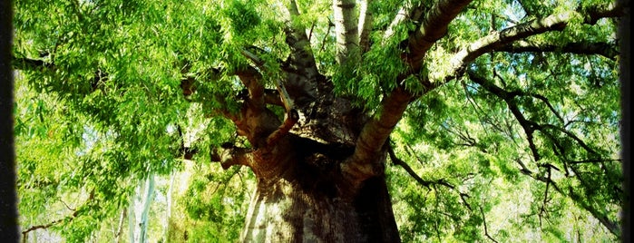 Roma's Largest Bottle Tree is one of Lugares favoritos de Bernard.