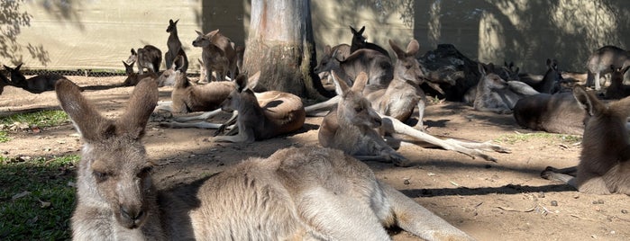 Lone Pine Koala Sanctuary is one of Too Busy For Brissy.