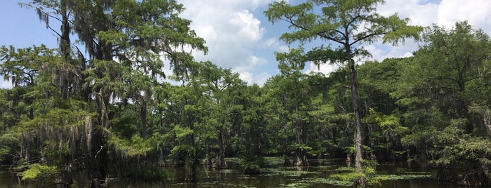 Caddo Lake State Park is one of LoneStar : понравившиеся места.