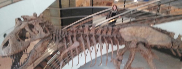 UC Berkeley Museum of Paleontology is one of Berkeley.