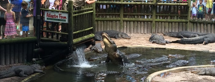 St. Augustine Alligator Farm is one of My New Hometown.
