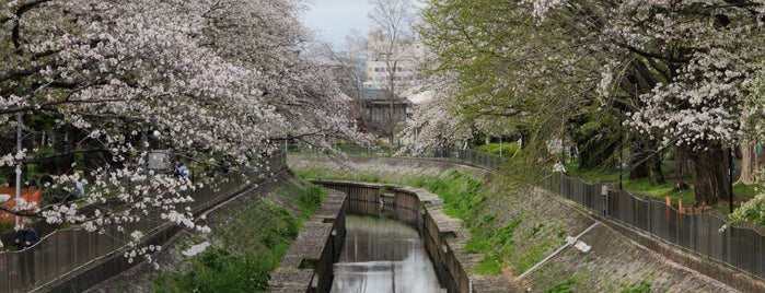 尾崎橋 is one of 善福寺川に架かる橋.