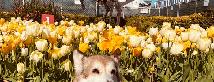 Tulipmania at Pier 39 is one of San Francisco 🇺🇸.