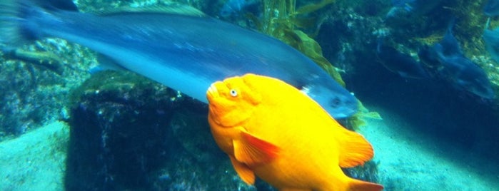 Birch Aquarium is one of USA San Diego.