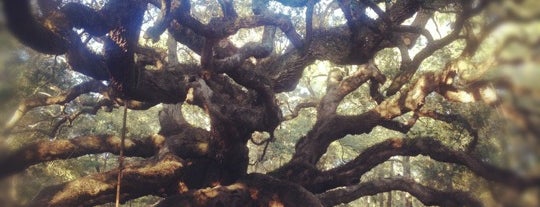 Angel Oak Tree is one of Charleston, SC #visitUS.