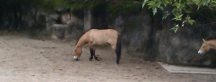 Przewalski's Horse is one of Teresaさんのお気に入りスポット.