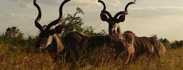Kruger National Park is one of World Heritage Sites List.