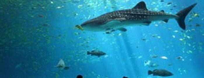 Dubai Aquarium is one of Dubai#4sqCities.