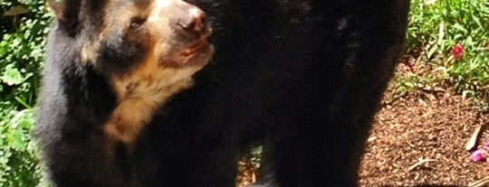 Sun Bear Exhibit is one of Chelseaさんのお気に入りスポット.