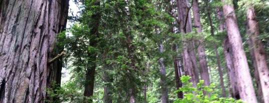 Redwood National Park is one of Left Coast 2014.