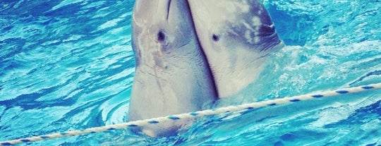Nemo Dolphinarium is one of Awesomeness!.